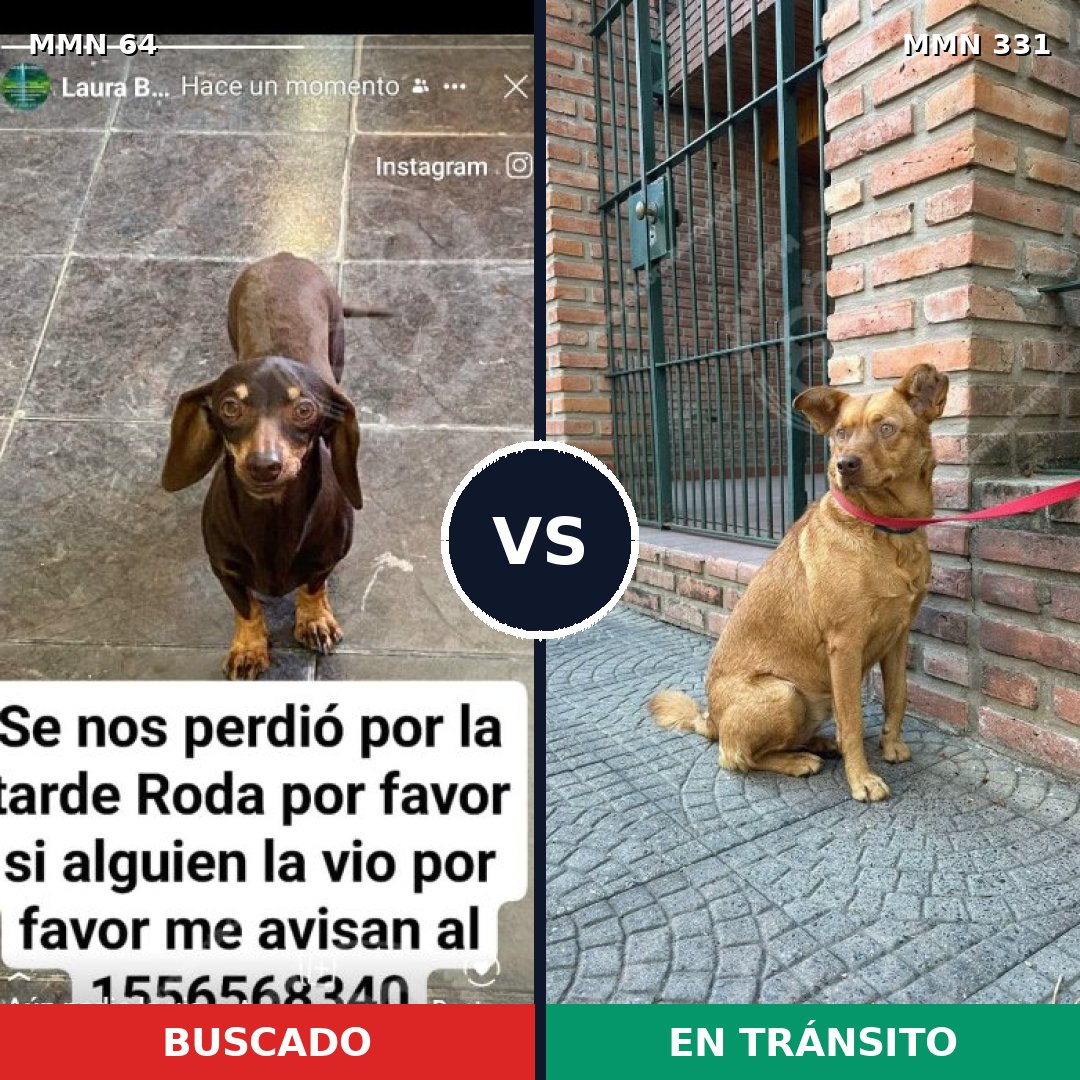 Comparativa MMS 2338: mascota perdida y mascota encontrada, 36% de similitud