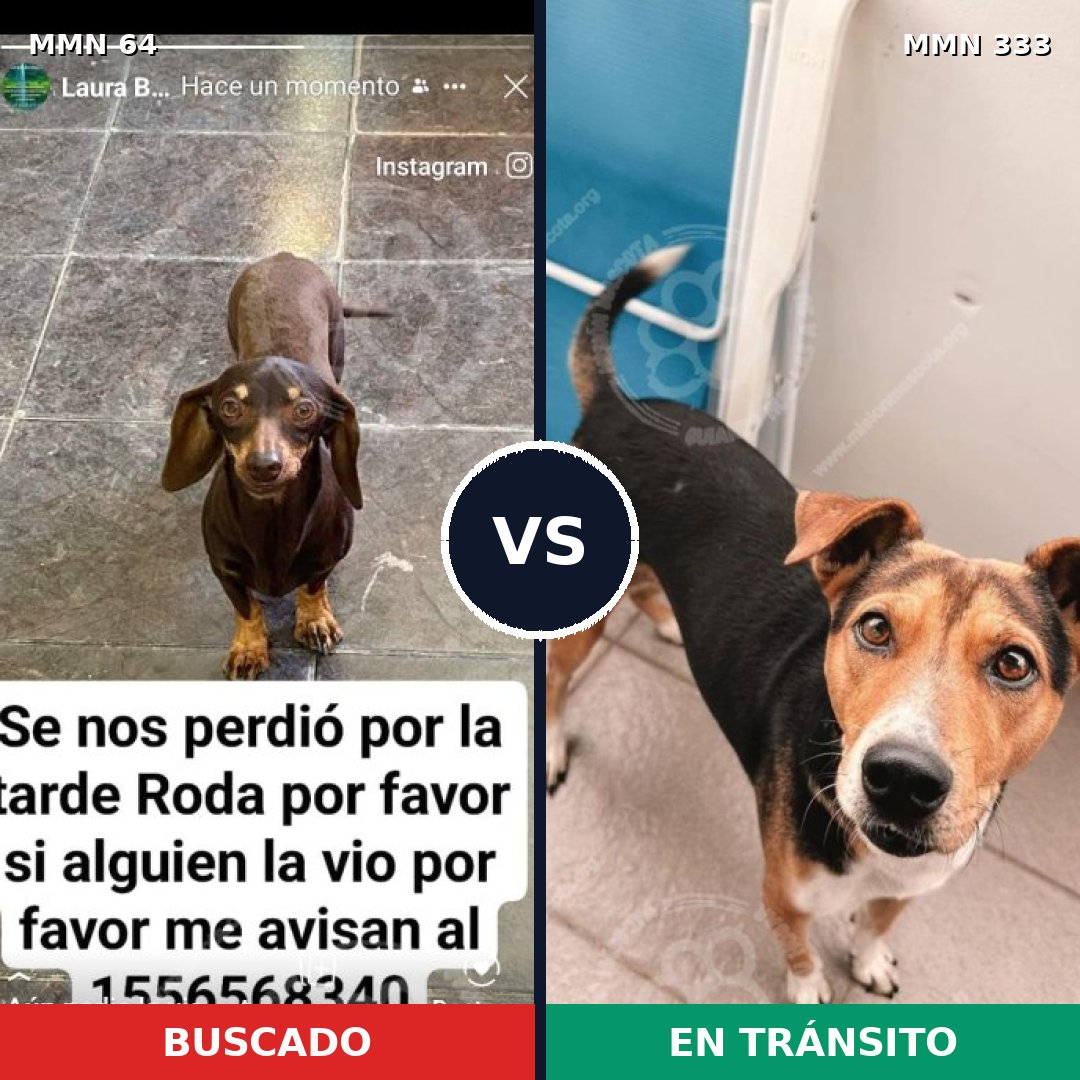 Comparativa MMS 2339: mascota perdida y mascota encontrada, 29% de similitud