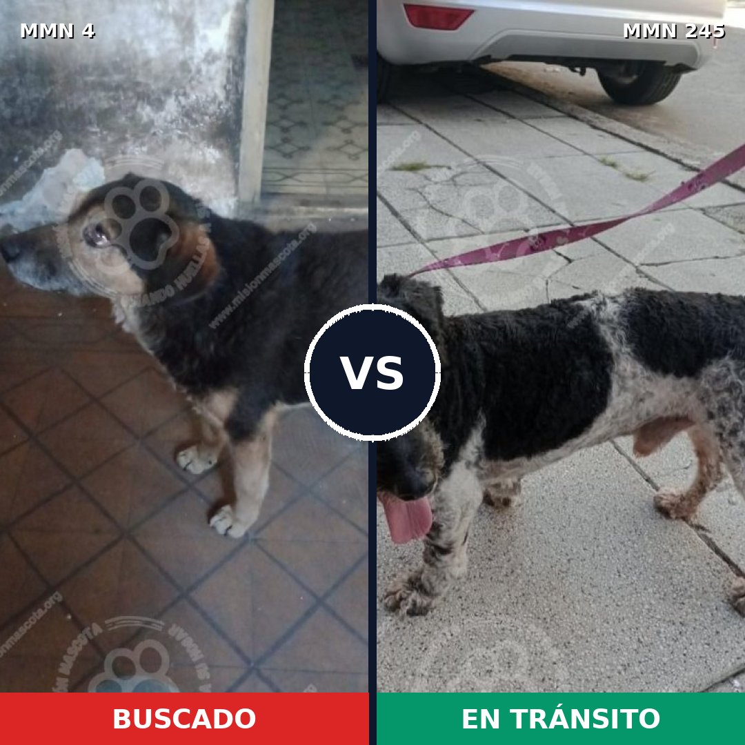 Comparativa MMS 234: mascota perdida y mascota encontrada, 87% de similitud