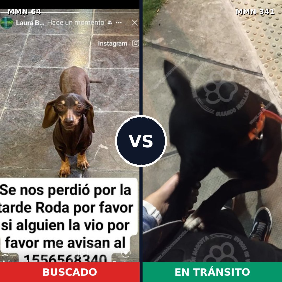 Comparativa MMS 2340: mascota perdida y mascota encontrada, 29% de similitud