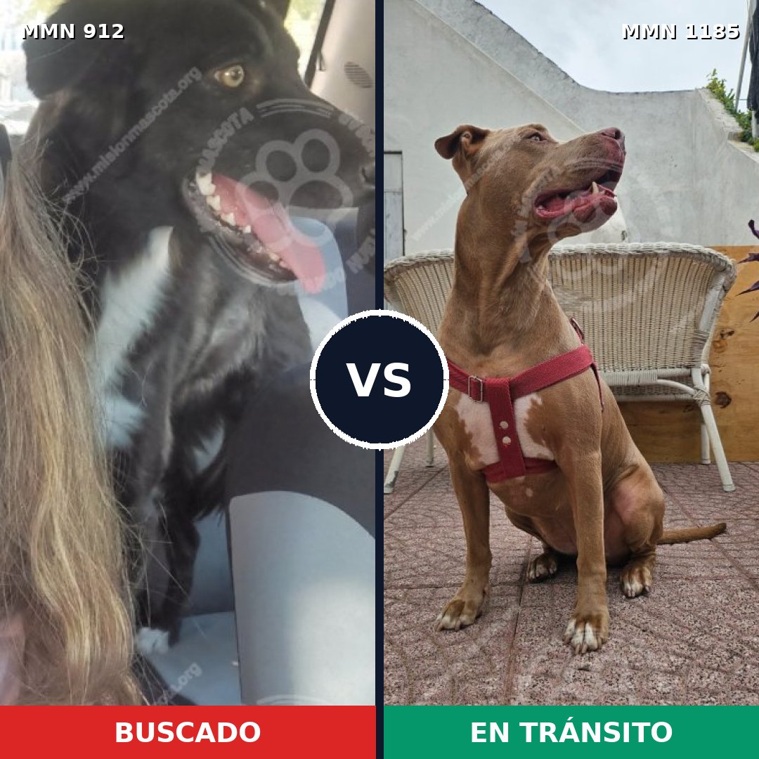 Comparativa MMS 23404: mascota perdida y mascota encontrada, 34% de similitud