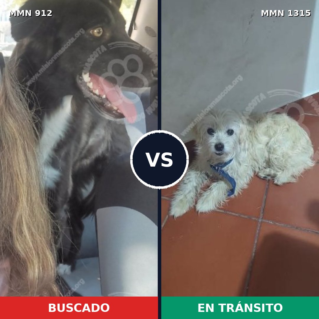 Comparativa MMS 23405: mascota perdida y mascota encontrada, 53% de similitud