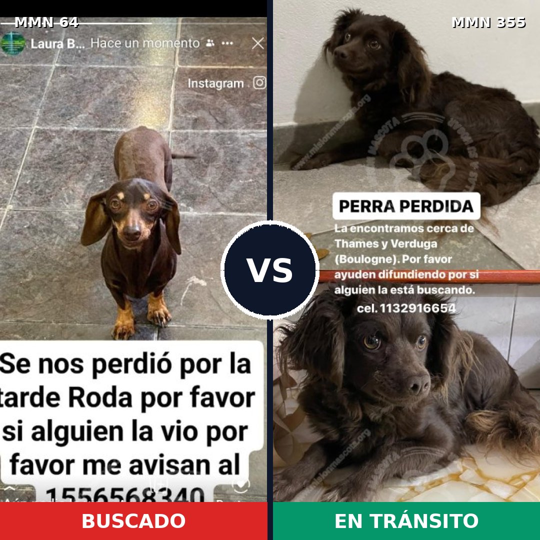 Comparativa MMS 2342: mascota perdida y mascota encontrada, 37% de similitud