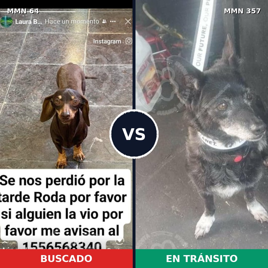 Comparativa MMS 2343: mascota perdida y mascota encontrada, 27% de similitud