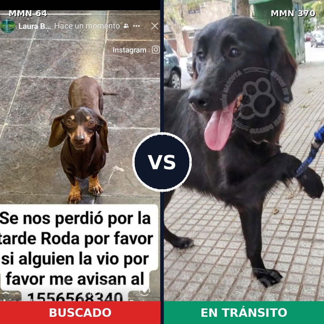 Comparativa MMS 2344: mascota perdida y mascota encontrada, 27% de similitud