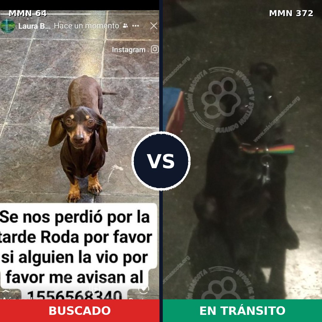 Comparativa MMS 2345: mascota perdida y mascota encontrada, 28% de similitud