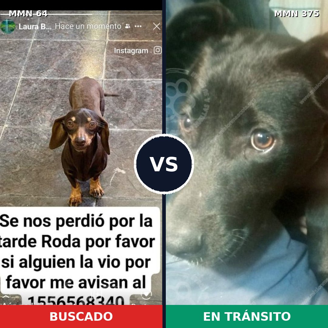 Comparativa MMS 2346: mascota perdida y mascota encontrada, 29% de similitud