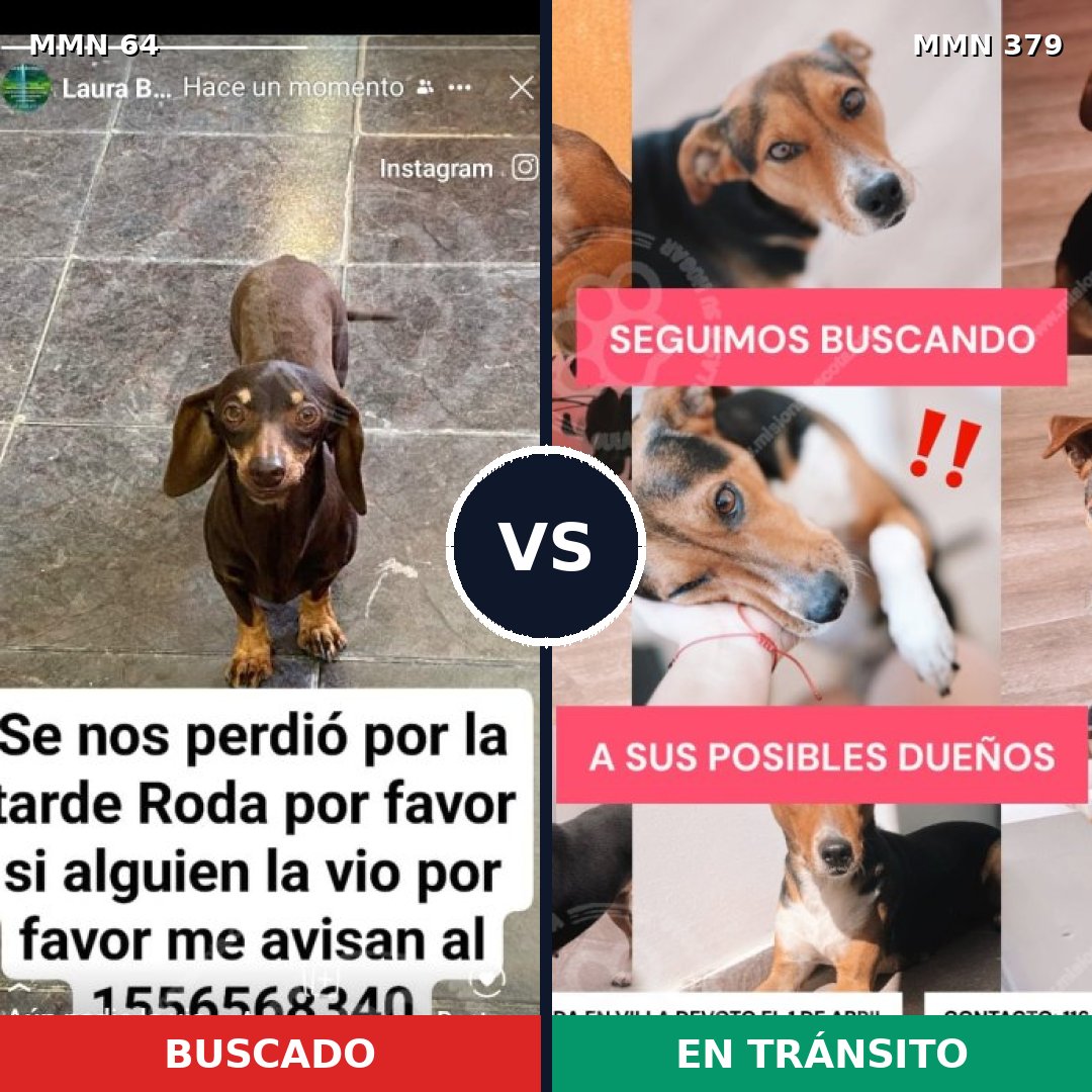 Comparativa MMS 2347: mascota perdida y mascota encontrada, 35% de similitud