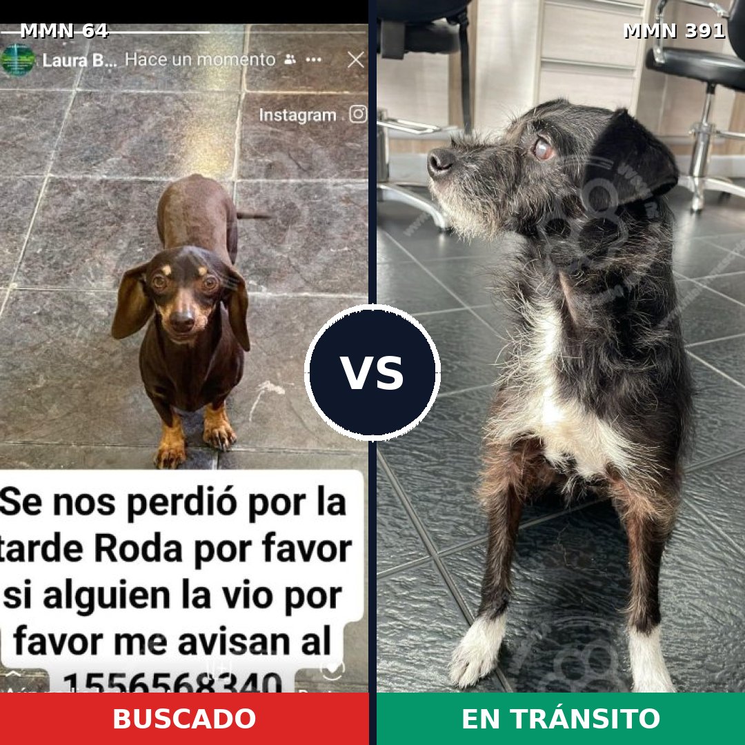 Comparativa MMS 2348: mascota perdida y mascota encontrada, 27% de similitud