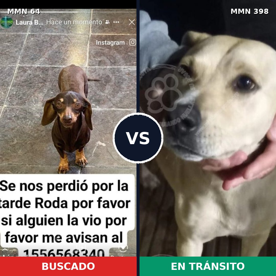 Comparativa MMS 2349: mascota perdida y mascota encontrada, 27% de similitud