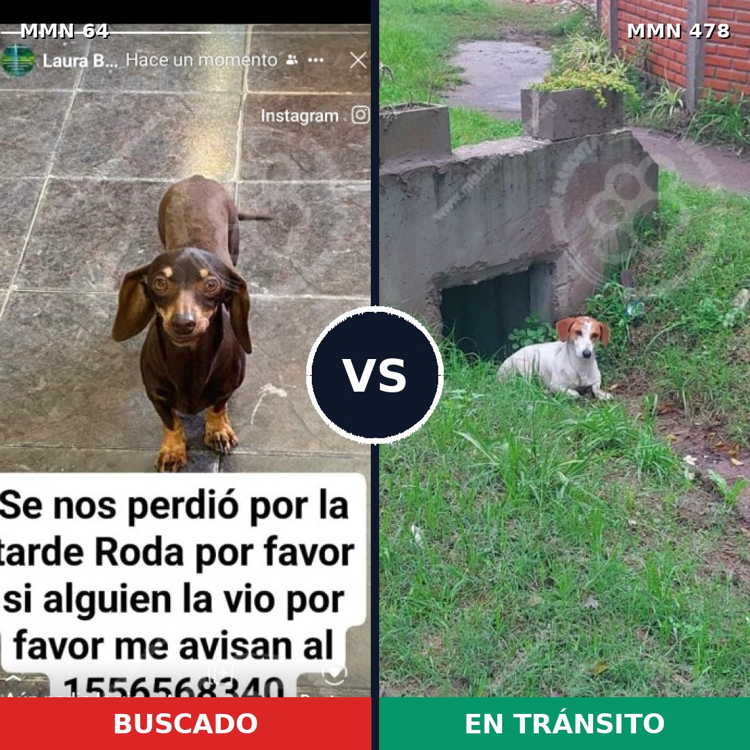 Comparativa MMS 2350: mascota perdida y mascota encontrada, 43% de similitud