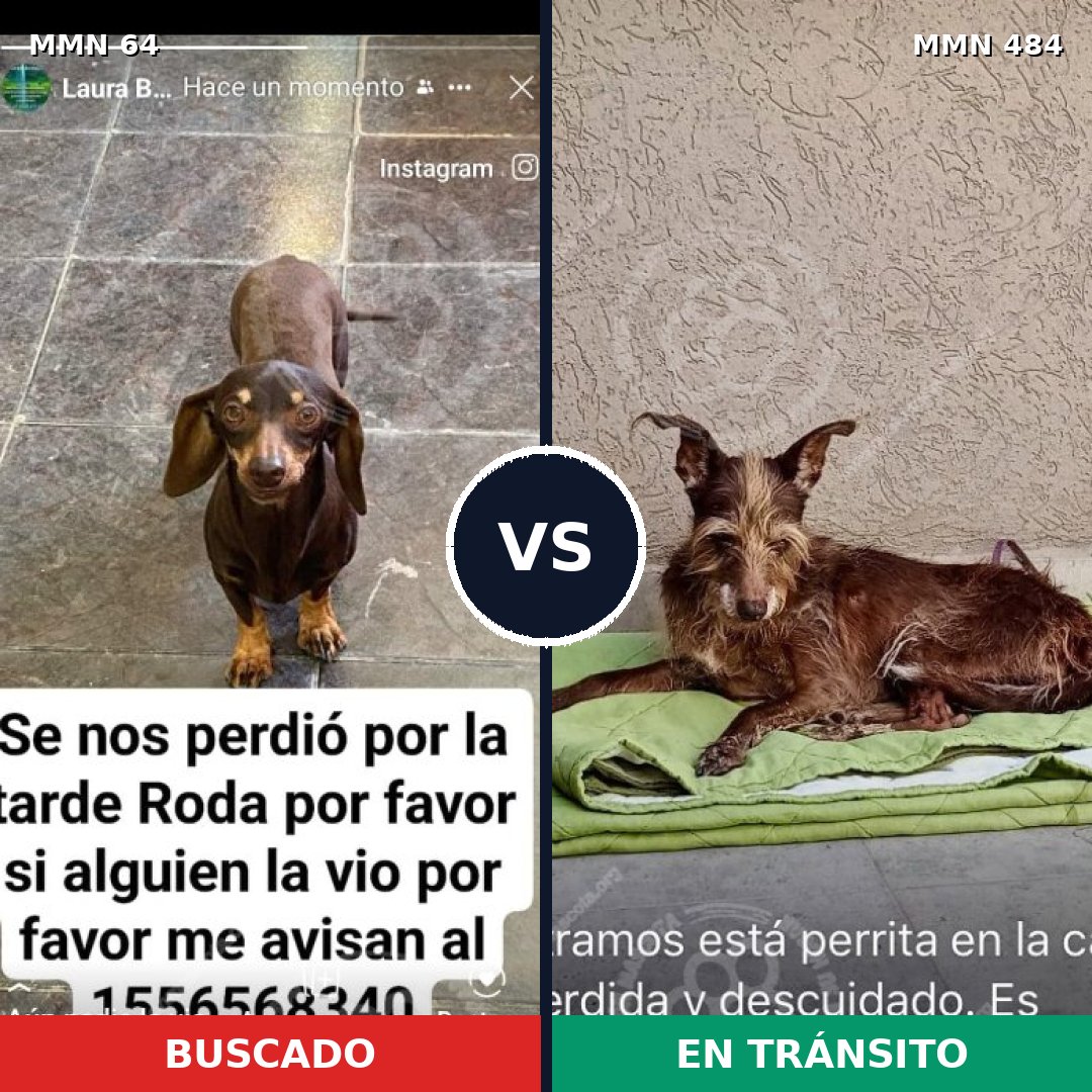 Comparativa MMS 2351: mascota perdida y mascota encontrada, 29% de similitud