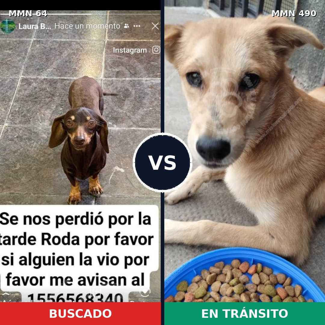 Comparativa MMS 2353: mascota perdida y mascota encontrada, 38% de similitud