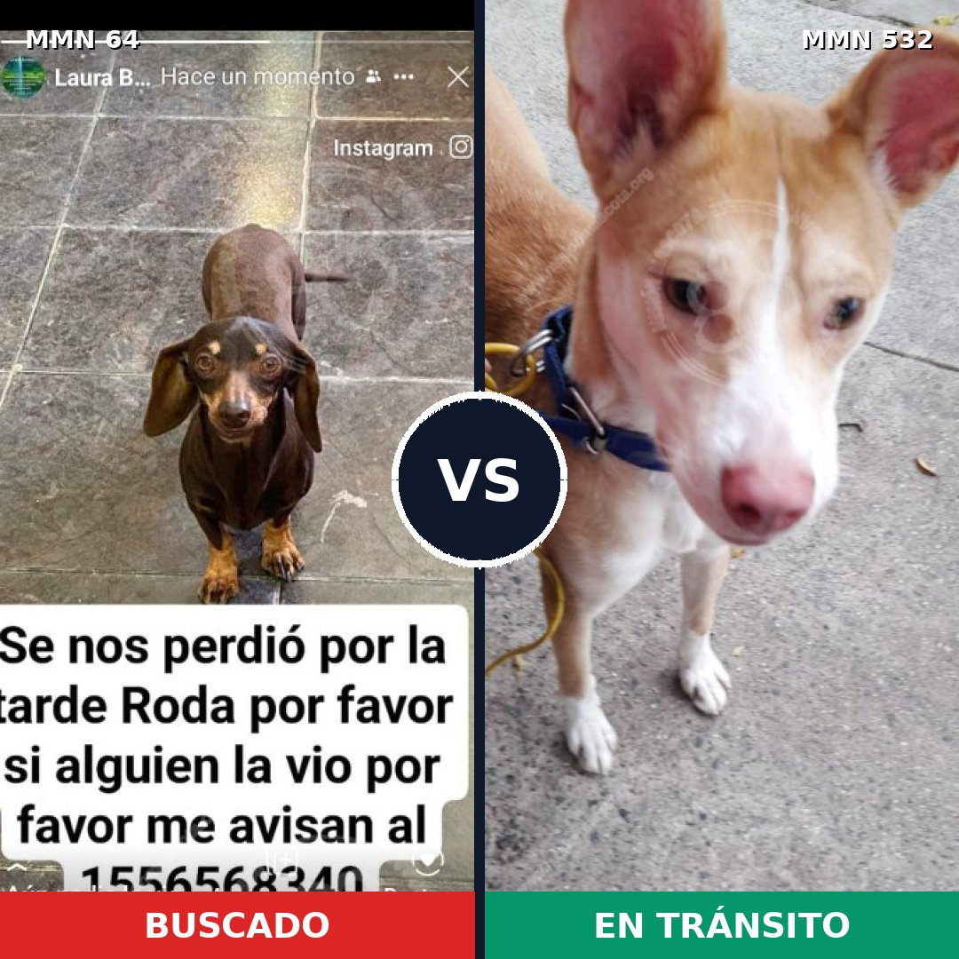 Comparativa MMS 2354: mascota perdida y mascota encontrada, 31% de similitud