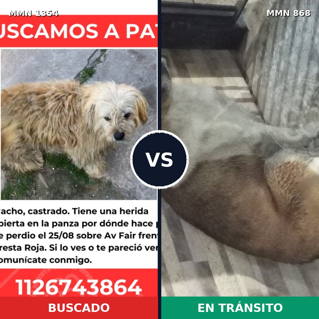 Comparativa MMS 23547: mascota perdida y mascota encontrada, 55% de similitud