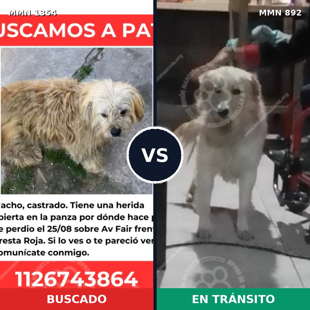 Comparativa MMS 23548: mascota perdida y mascota encontrada, 65% de similitud
