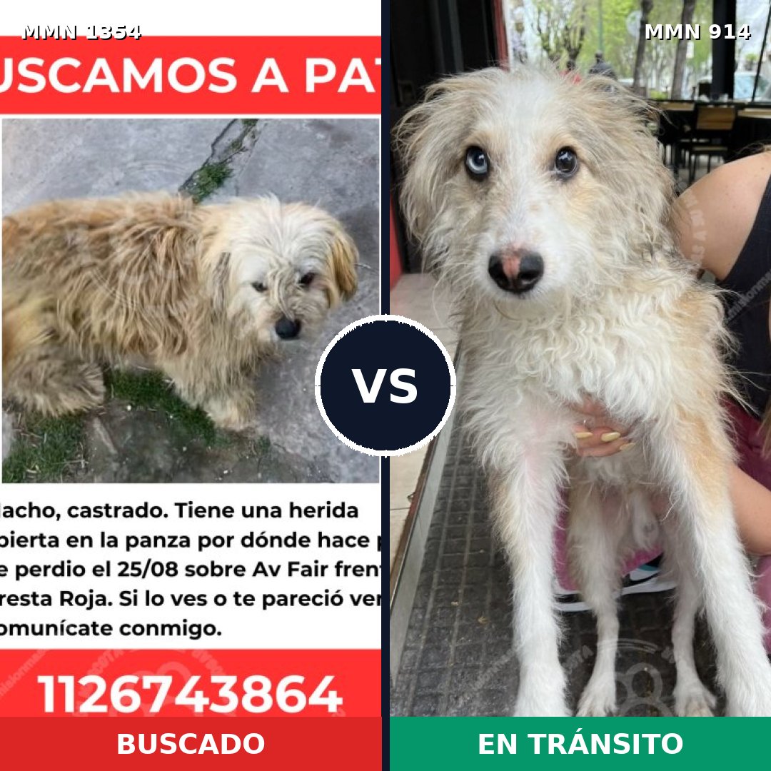 Comparativa MMS 23549: mascota perdida y mascota encontrada, 55% de similitud
