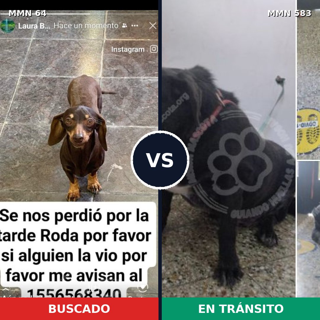 Comparativa MMS 2355: mascota perdida y mascota encontrada, 28% de similitud
