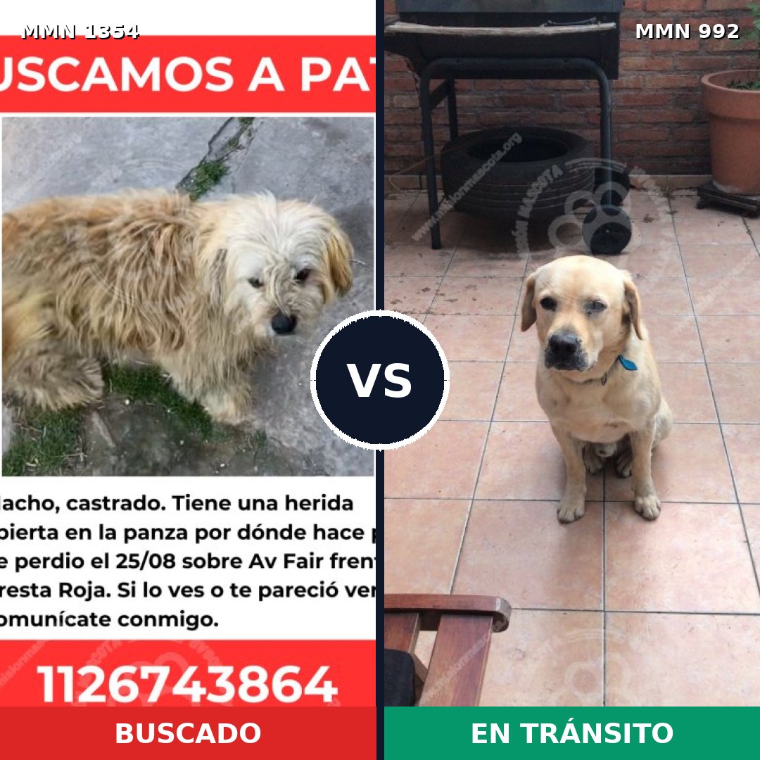 Comparativa MMS 23551: mascota perdida y mascota encontrada, 44% de similitud