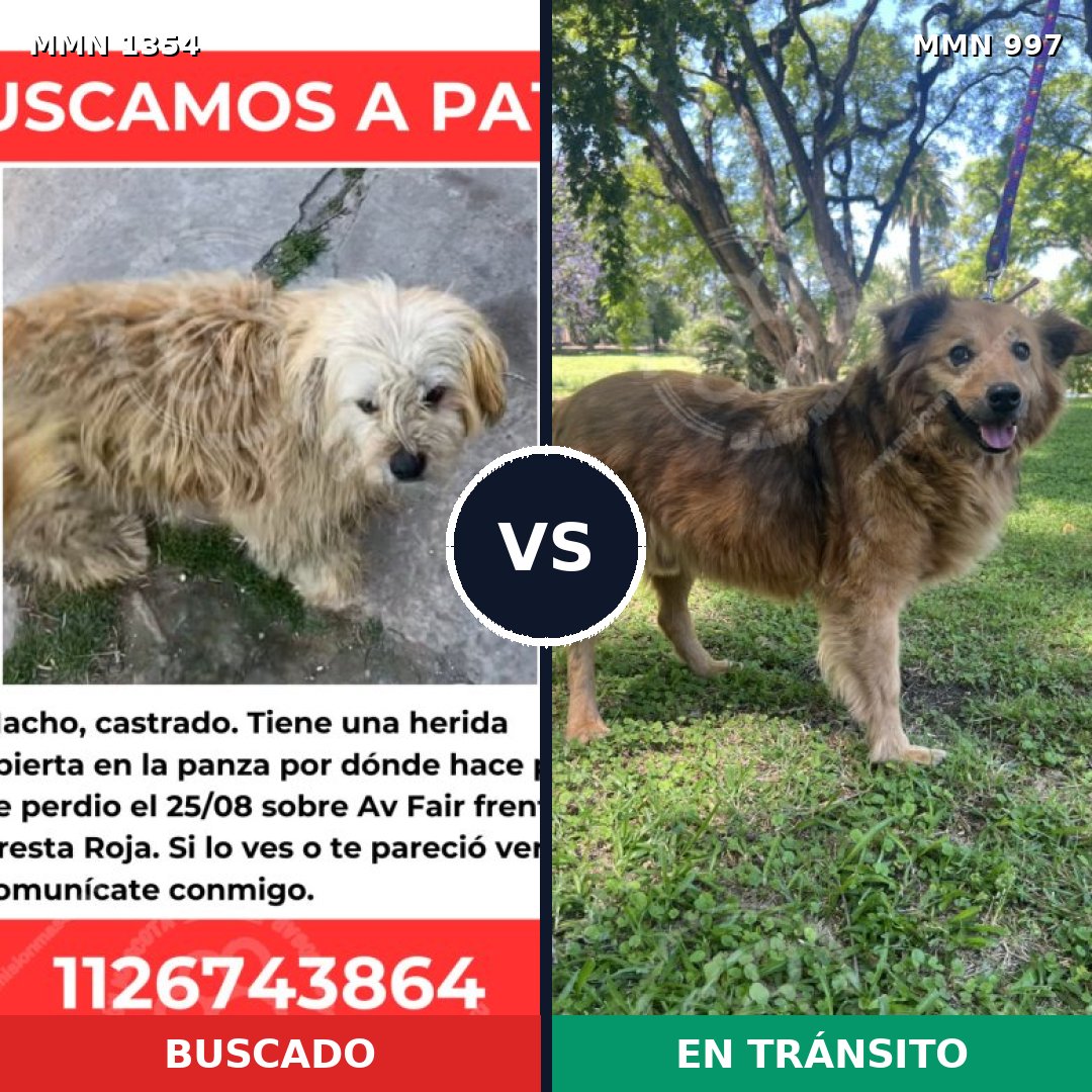 Comparativa MMS 23552: mascota perdida y mascota encontrada, 78% de similitud