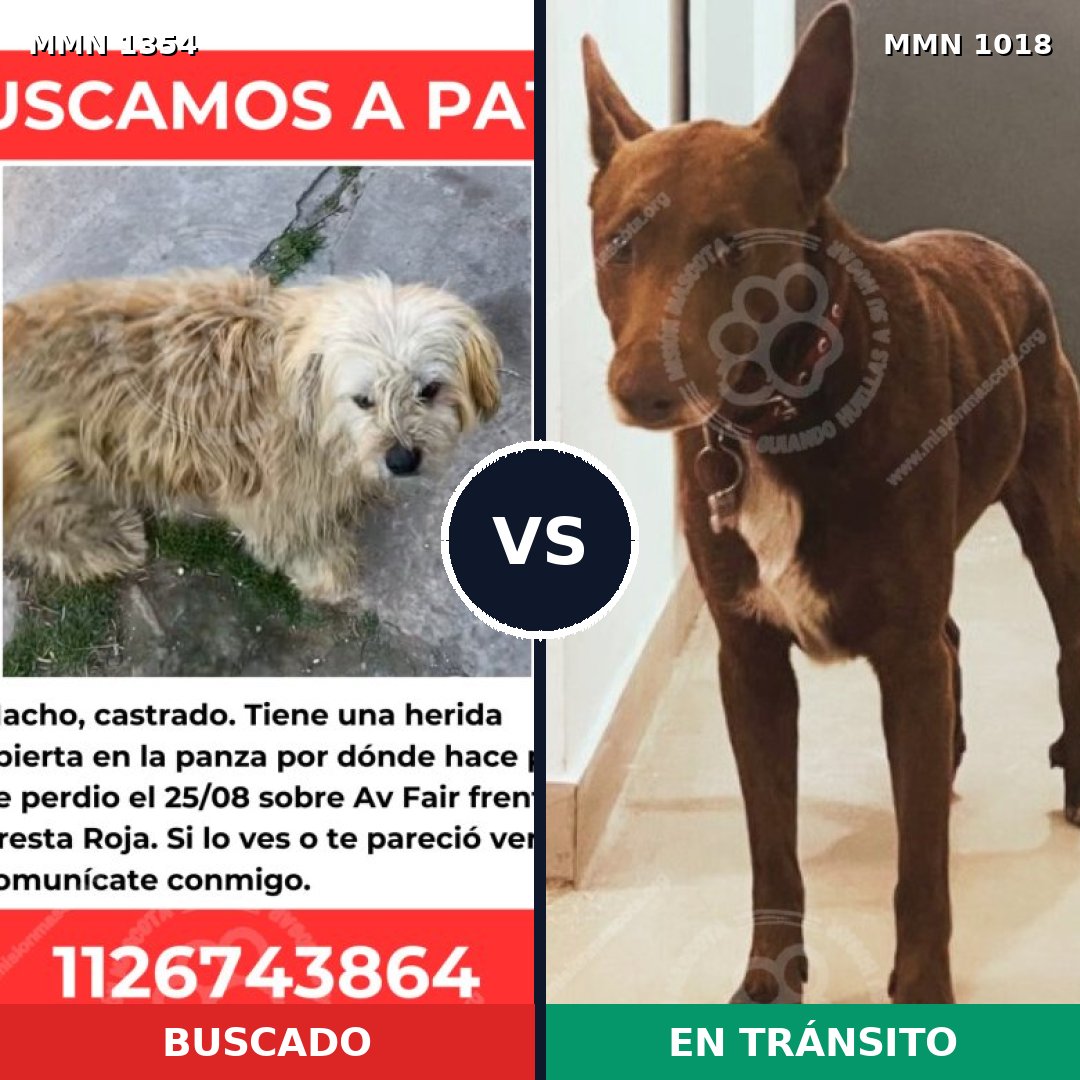Comparativa MMS 23553: mascota perdida y mascota encontrada, 78% de similitud