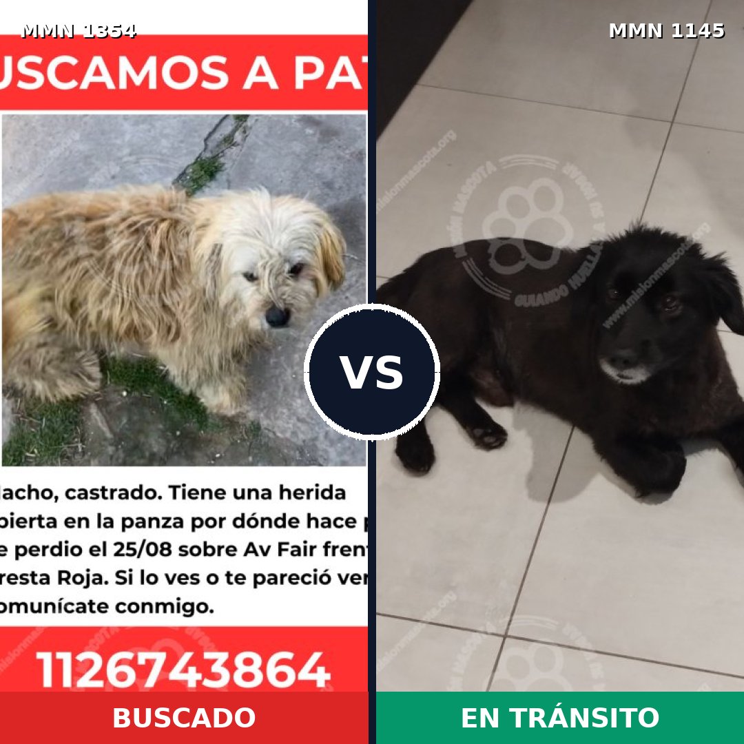Comparativa MMS 23556: mascota perdida y mascota encontrada, 80% de similitud