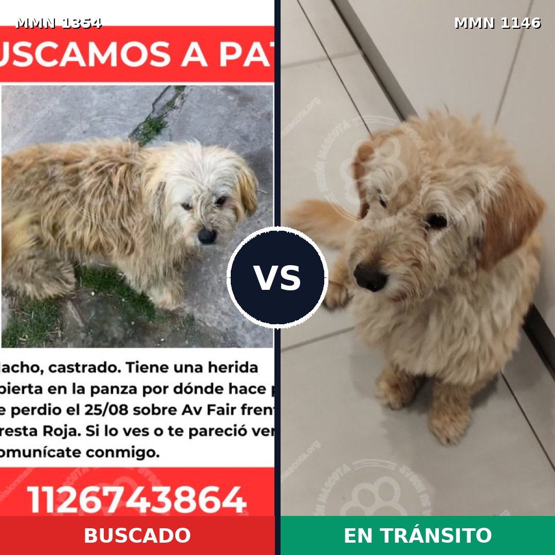Comparativa MMS 23557: mascota perdida y mascota encontrada, 75% de similitud