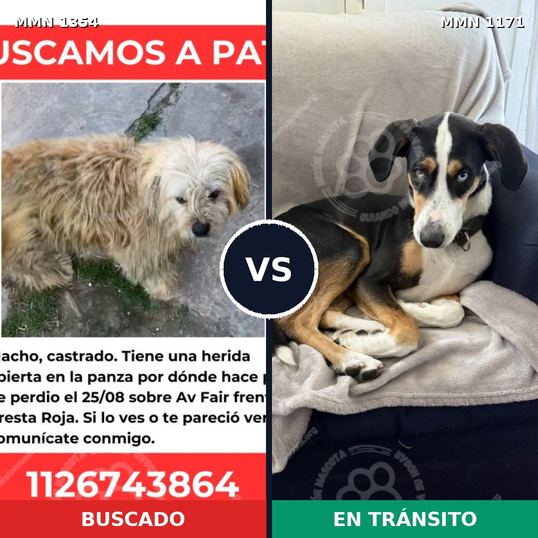 Comparativa MMS 23558: mascota perdida y mascota encontrada, 76% de similitud