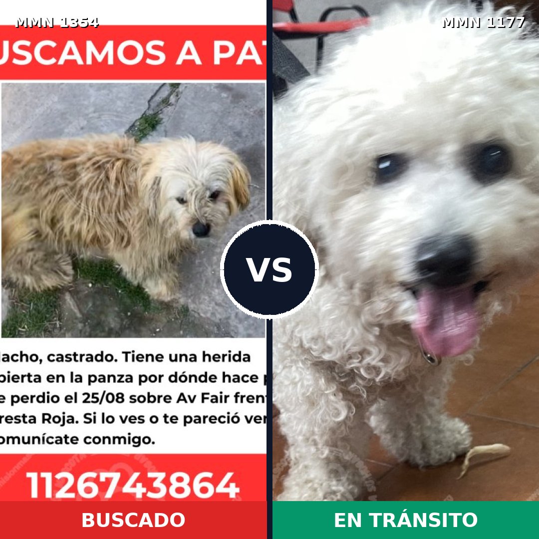 Comparativa MMS 23559: mascota perdida y mascota encontrada, 39% de similitud