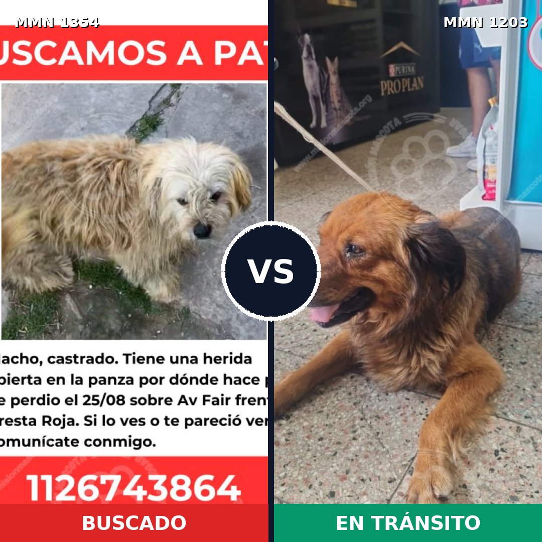 Comparativa MMS 23562: mascota perdida y mascota encontrada, 77% de similitud