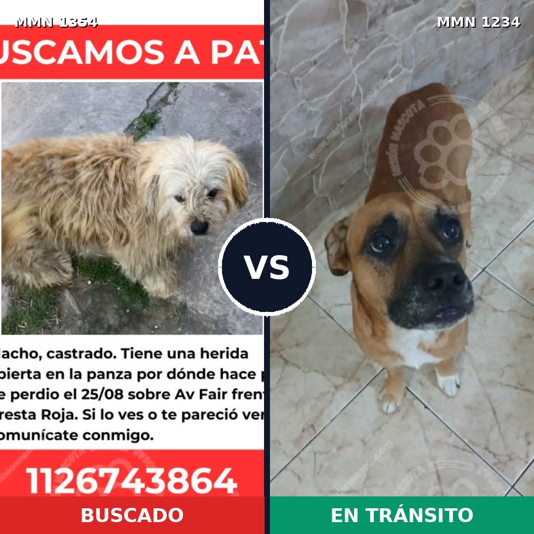 Comparativa MMS 23565: mascota perdida y mascota encontrada, 61% de similitud
