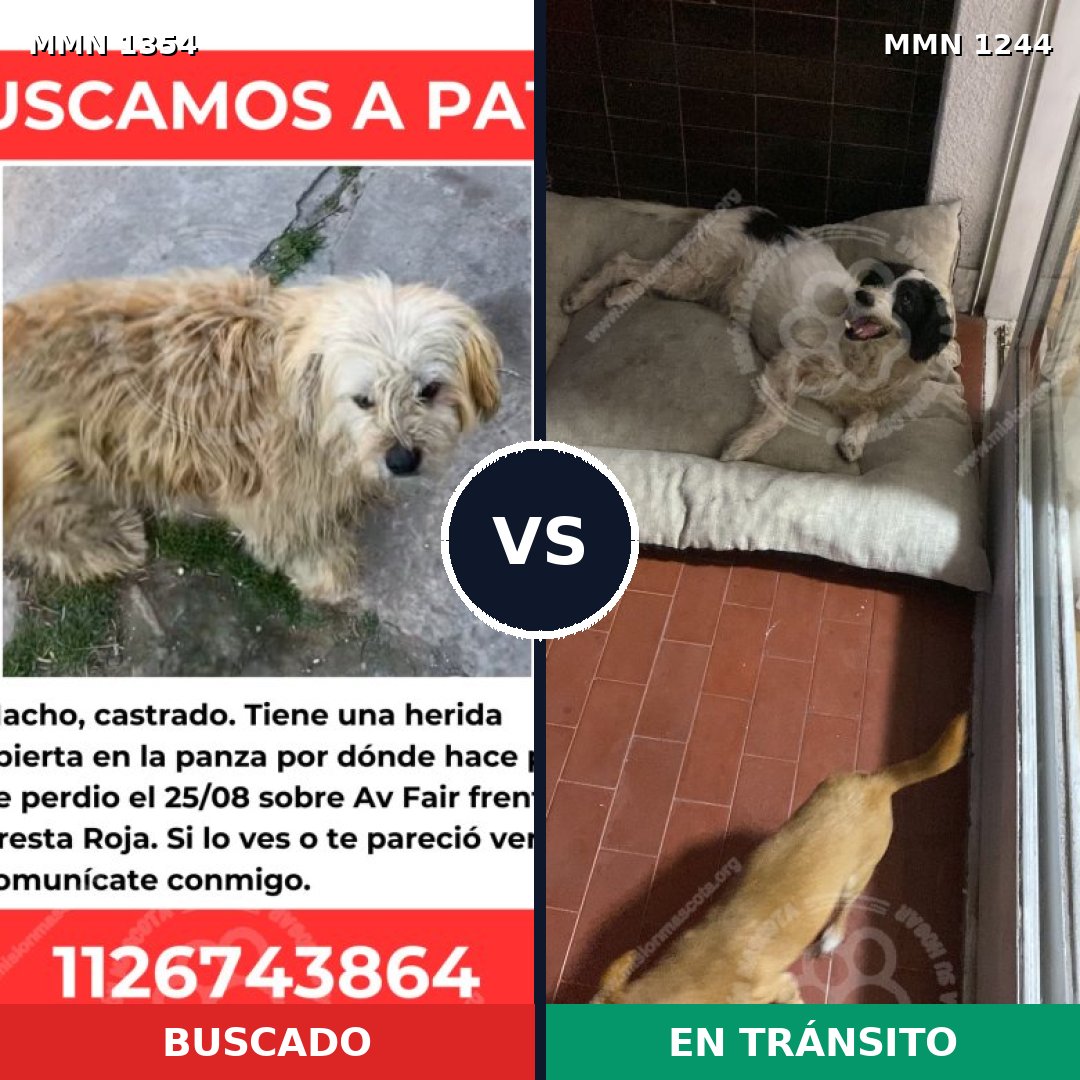 Comparativa MMS 23567: mascota perdida y mascota encontrada, 88% de similitud