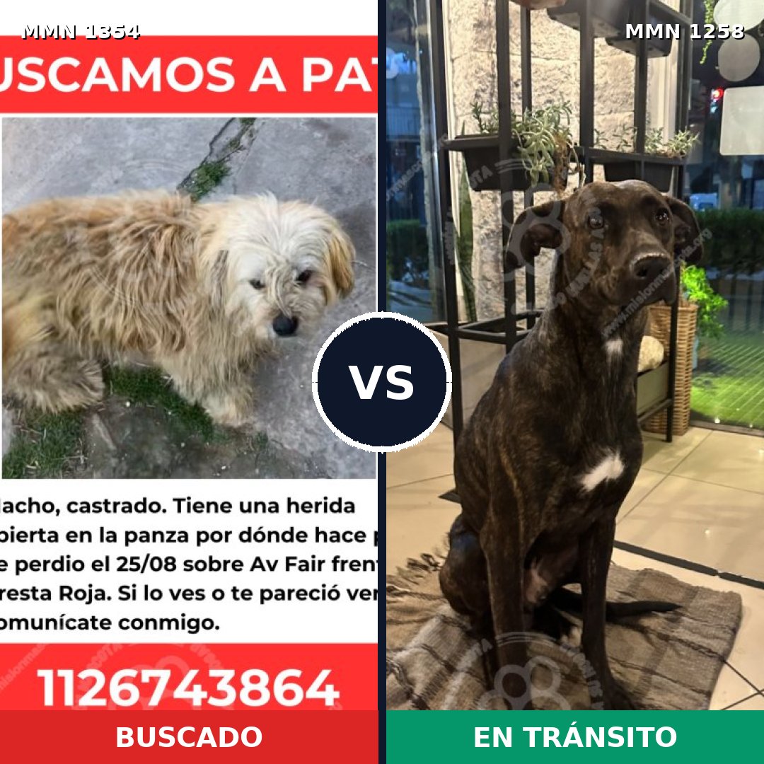 Comparativa MMS 23568: mascota perdida y mascota encontrada, 79% de similitud