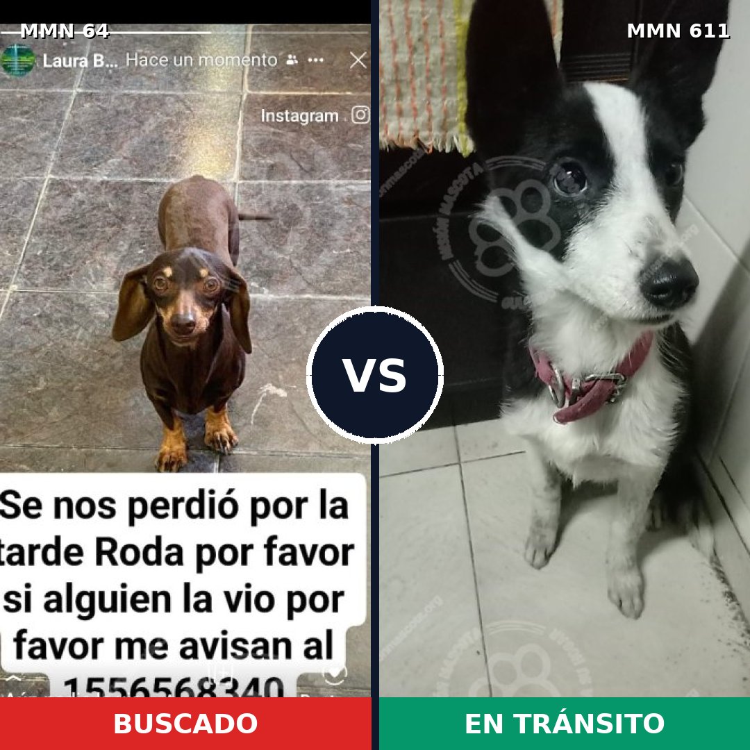 Comparativa MMS 2357: mascota perdida y mascota encontrada, 27% de similitud