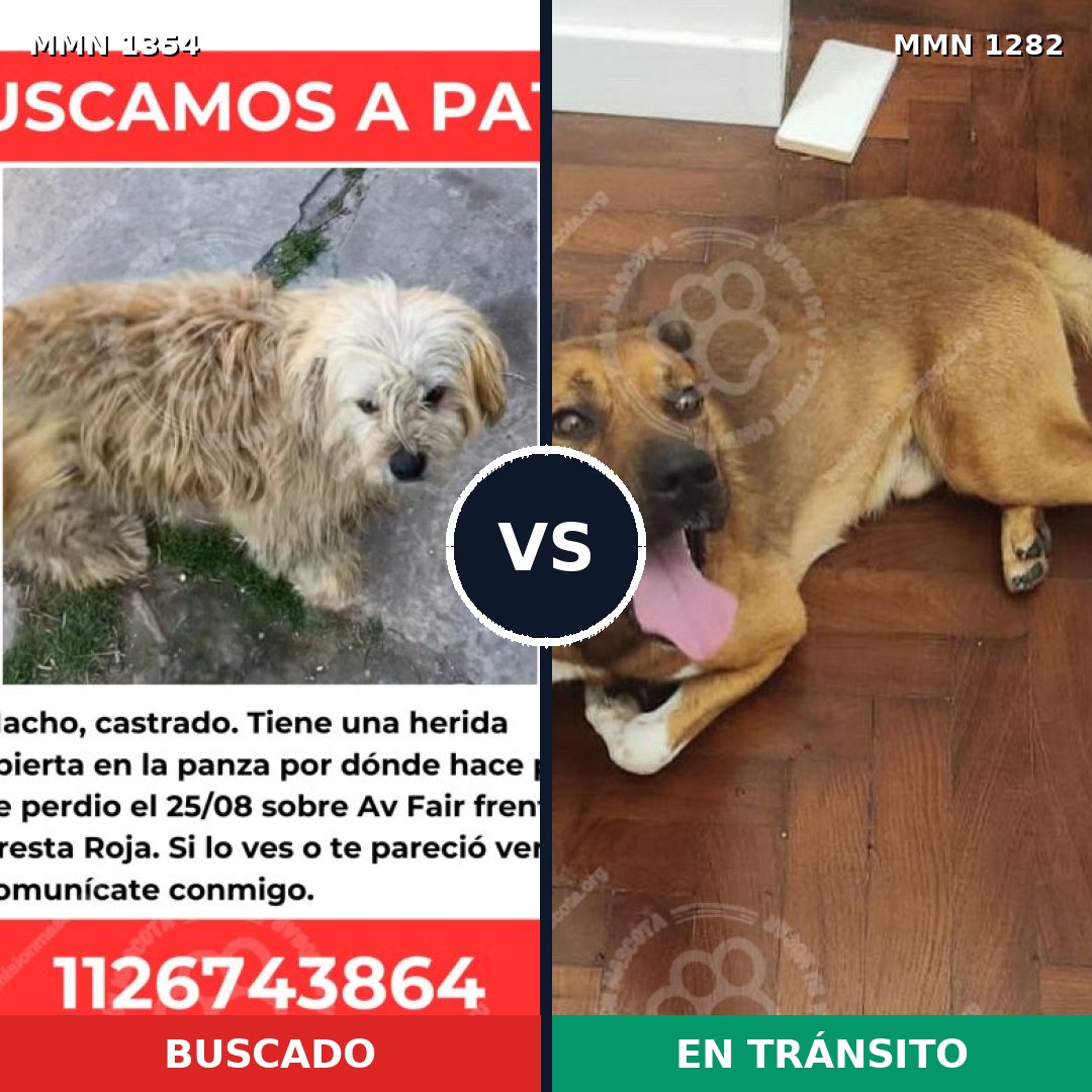 Comparativa MMS 23570: mascota perdida y mascota encontrada, 80% de similitud
