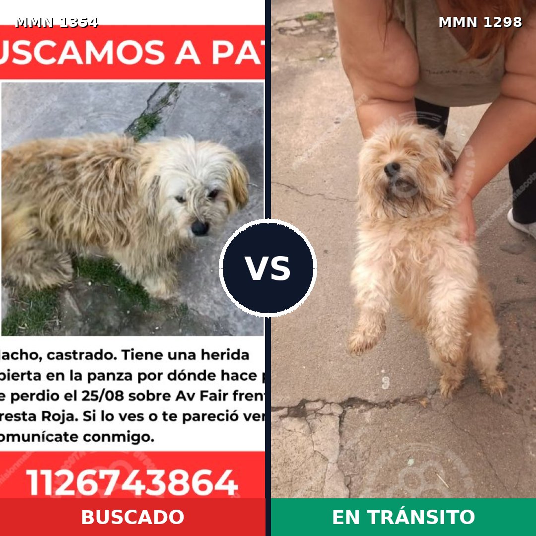 Comparativa MMS 23572: mascota perdida y mascota encontrada, 47% de similitud