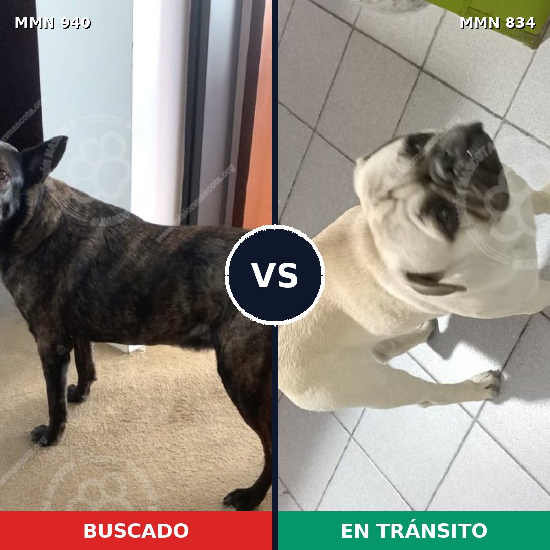 Comparativa MMS 23578: mascota perdida y mascota encontrada, 16% de similitud