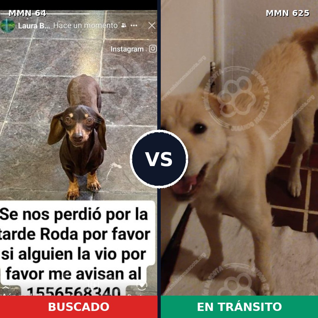Comparativa MMS 2358: mascota perdida y mascota encontrada, 26% de similitud