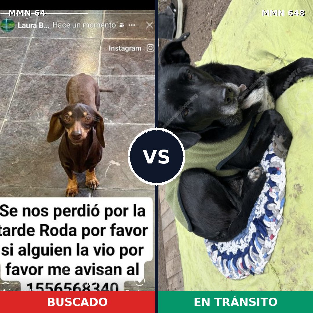 Comparativa MMS 2359: mascota perdida y mascota encontrada, 27% de similitud