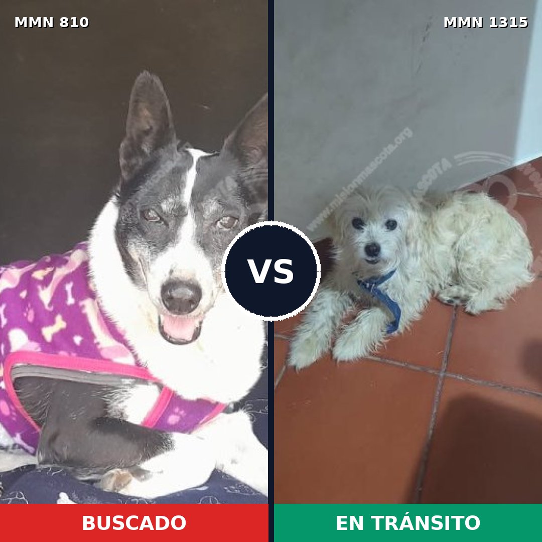 Comparativa MMS 23591: mascota perdida y mascota encontrada, 58% de similitud