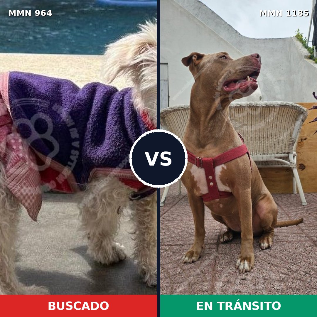 Comparativa MMS 23597: mascota perdida y mascota encontrada, 24% de similitud