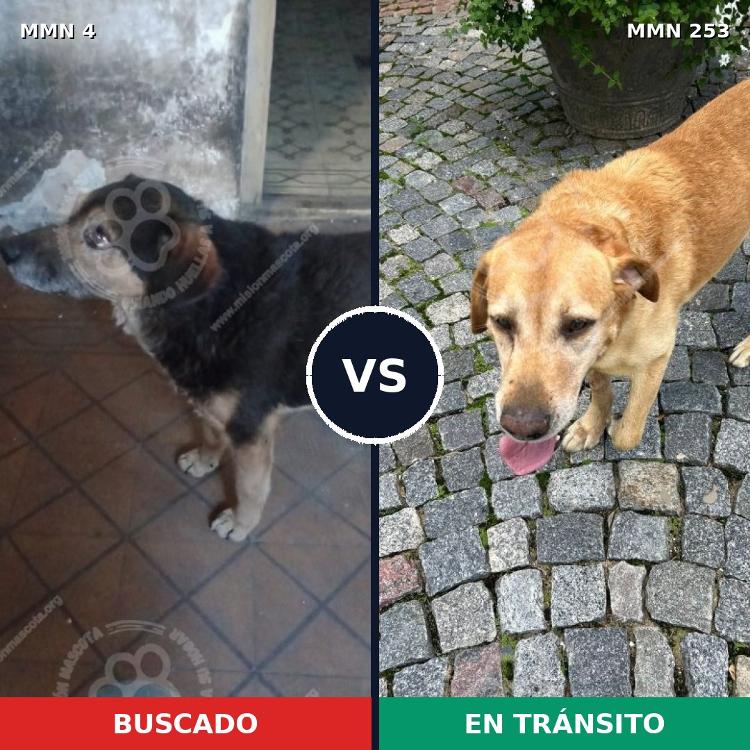 Comparativa MMS 236: mascota perdida y mascota encontrada, 63% de similitud