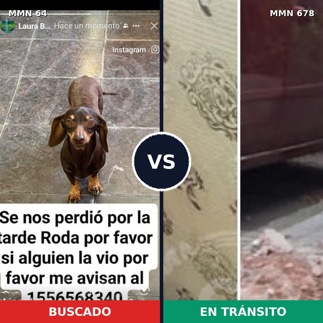 Comparativa MMS 2360: mascota perdida y mascota encontrada, 28% de similitud