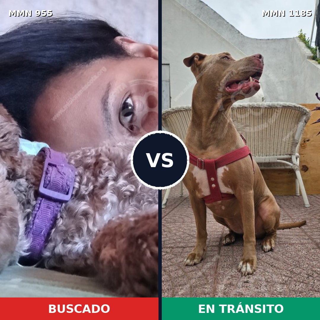 Comparativa MMS 23606: mascota perdida y mascota encontrada, 37% de similitud