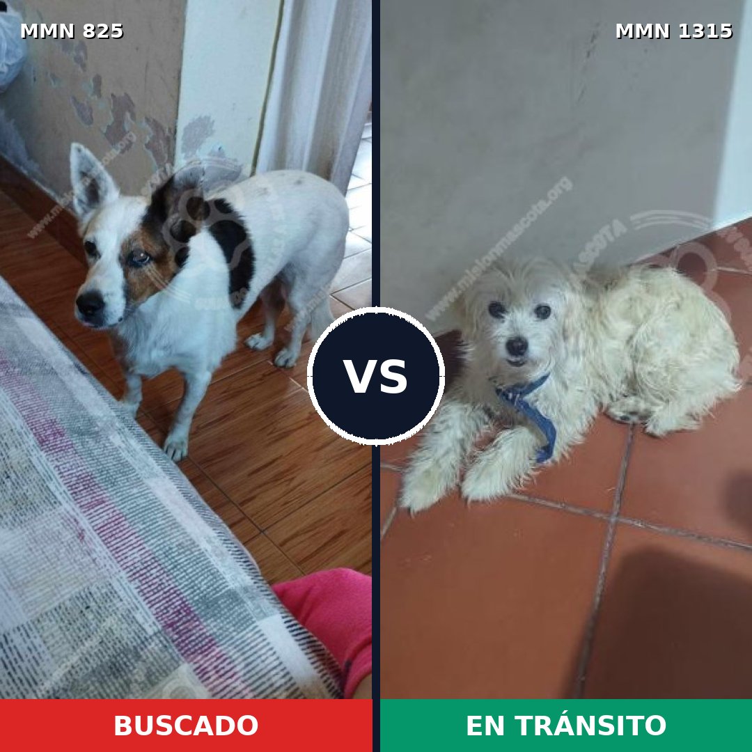 Comparativa MMS 23608: mascota perdida y mascota encontrada, 61% de similitud