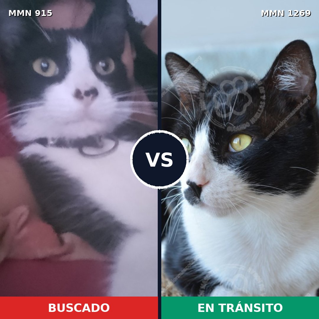 Comparativa MMS 23609: mascota perdida y mascota encontrada, 57% de similitud
