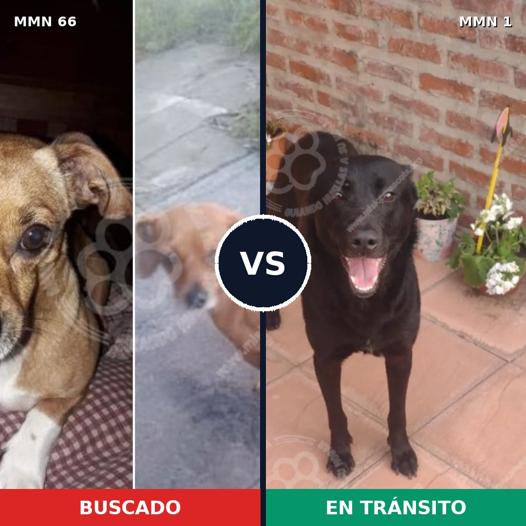 Comparativa MMS 2361: mascota perdida y mascota encontrada, 10% de similitud