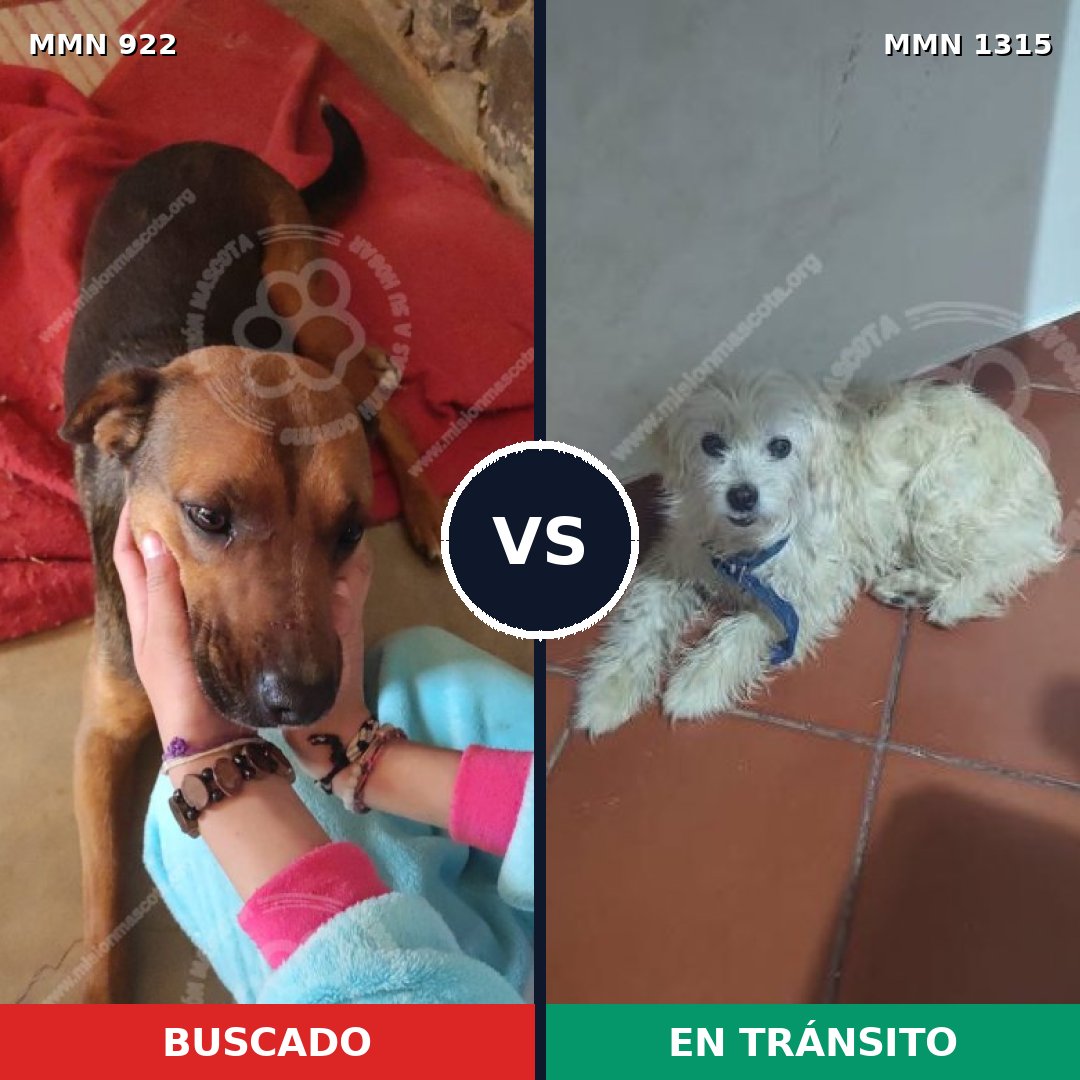Comparativa MMS 23610: mascota perdida y mascota encontrada, 31% de similitud