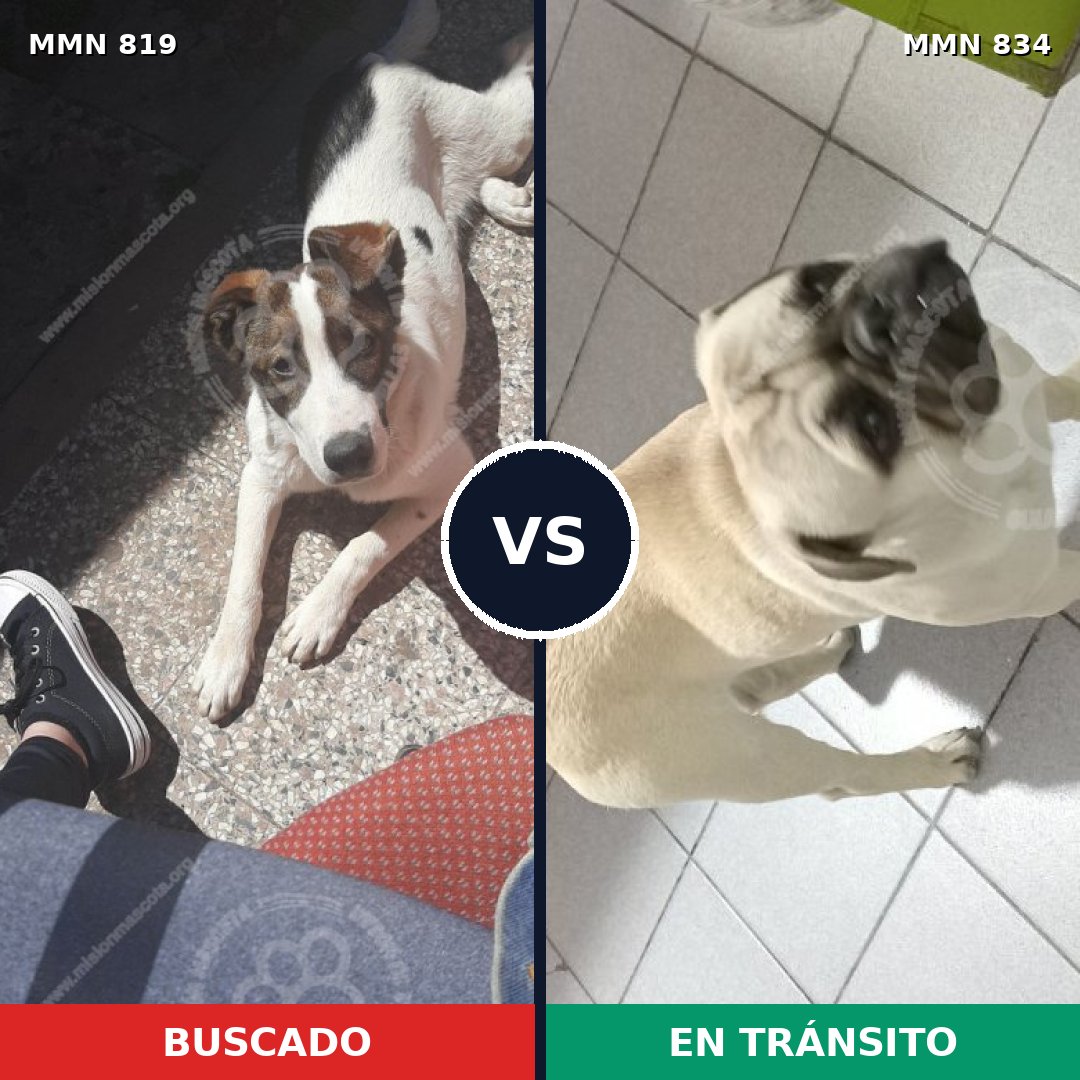 Comparativa MMS 23619: mascota perdida y mascota encontrada, 41% de similitud
