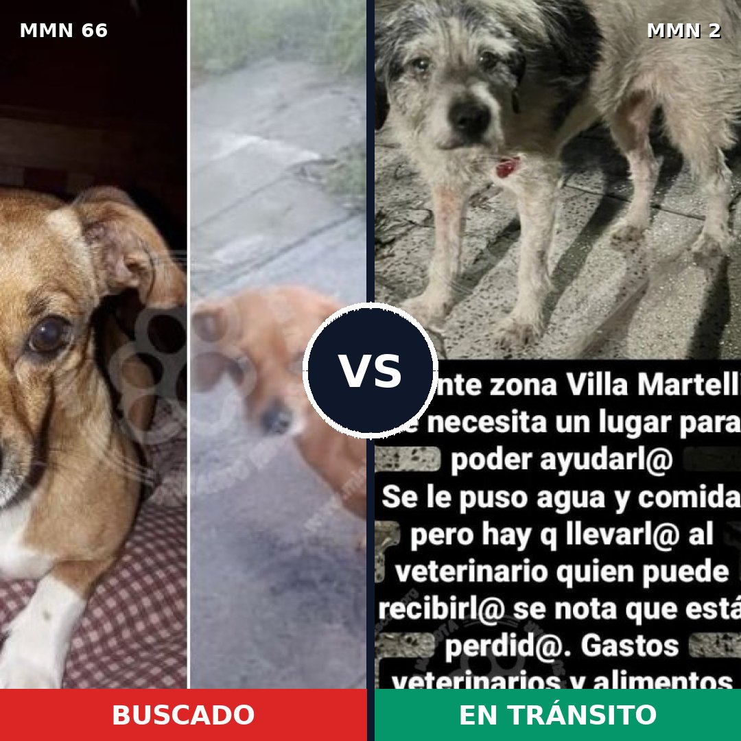Comparativa MMS 2362: mascota perdida y mascota encontrada, 21% de similitud